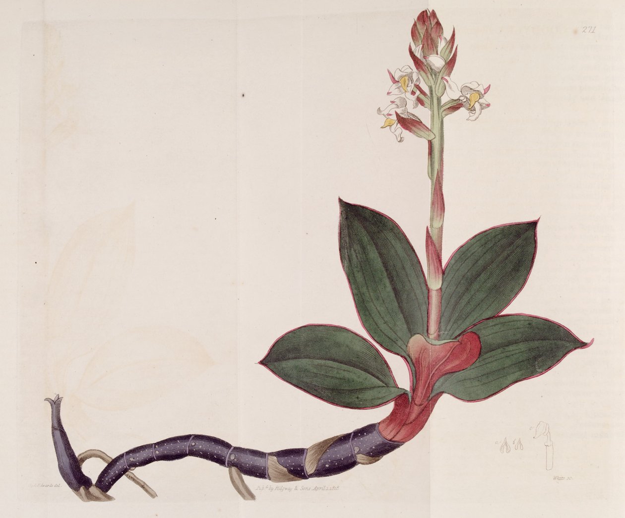 Ilustración de Ludisia discolor (como sin. Goodyera discolor) de Sydenham Teast Edwards