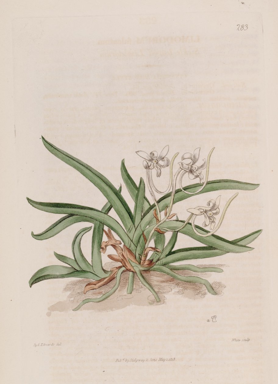 Ilustración de Neofinetia falcata (como sin. Limodorum falcatum) de Sydenham Teast Edwards