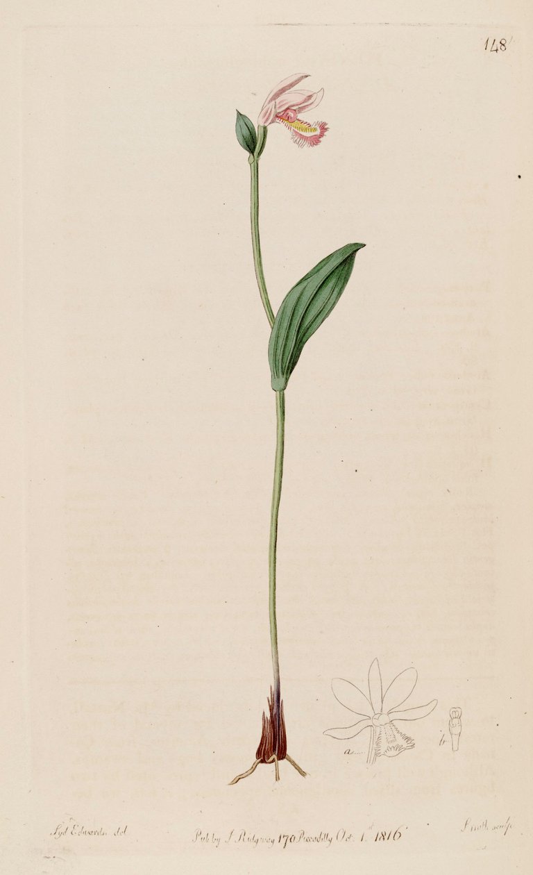 Ilustración de Pogonia ophioglossoides de Sydenham Teast Edwards