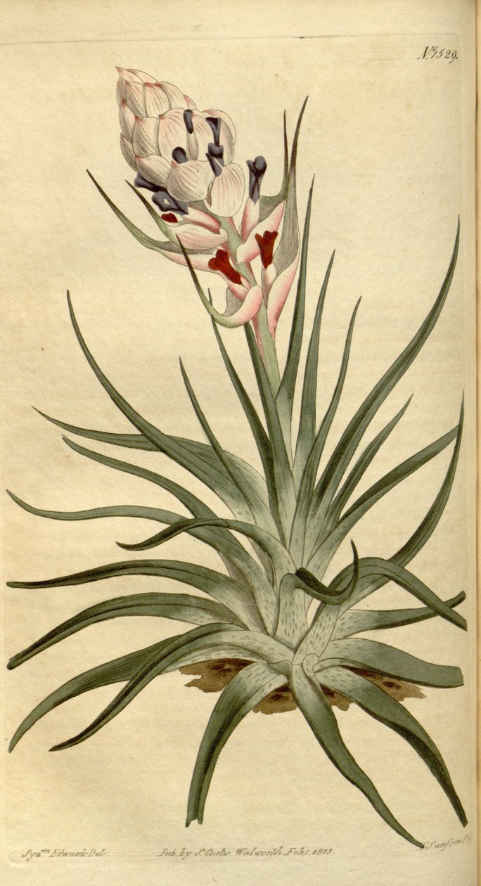 Ilustración de Tillandsia stricta de Sydenham Teast Edwards