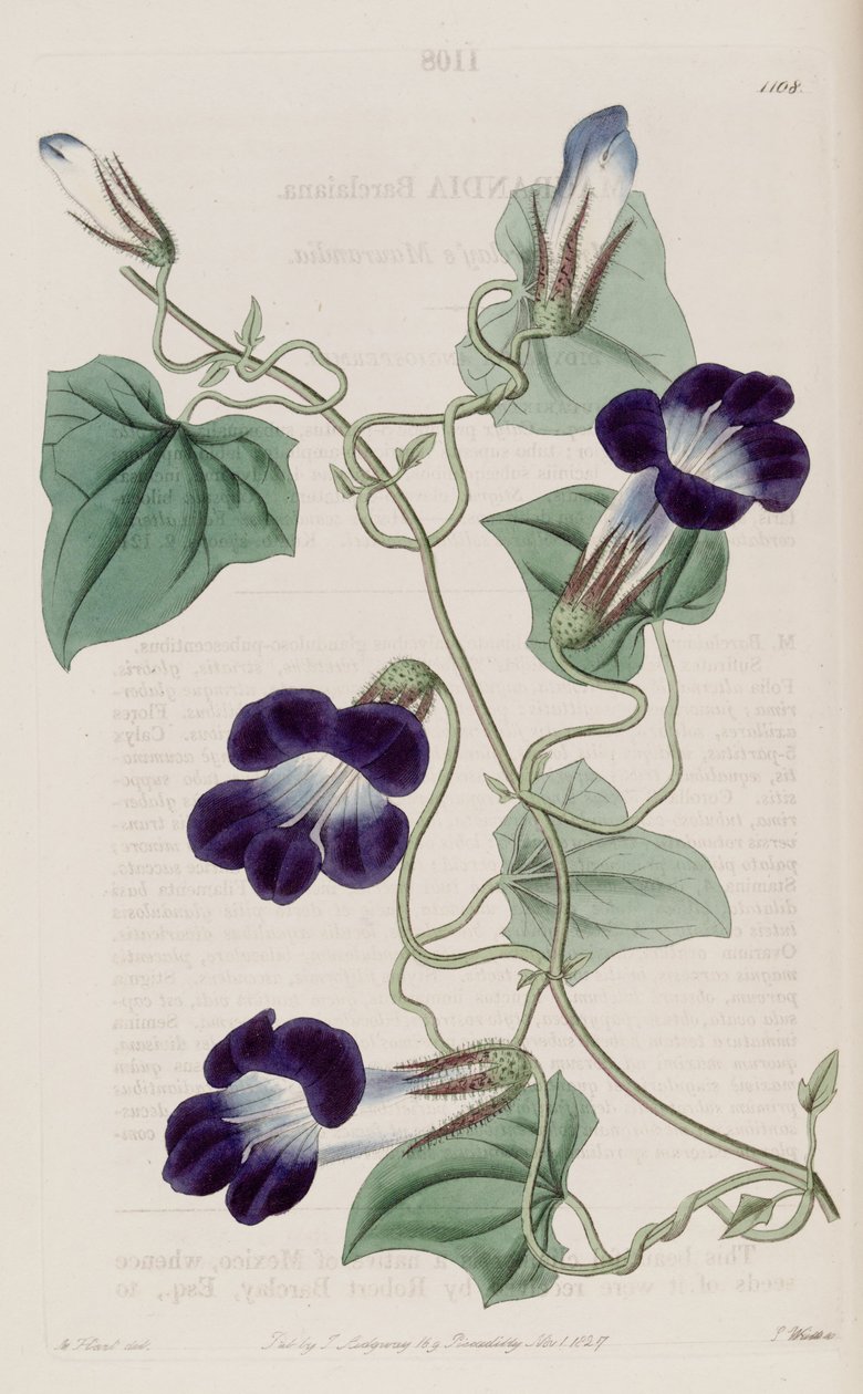 Maurandya barclaiana de Sydenham Teast Edwards