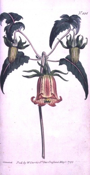 Flor de campana de las Islas Canarias (Canarina campanula), lámina 444 de 