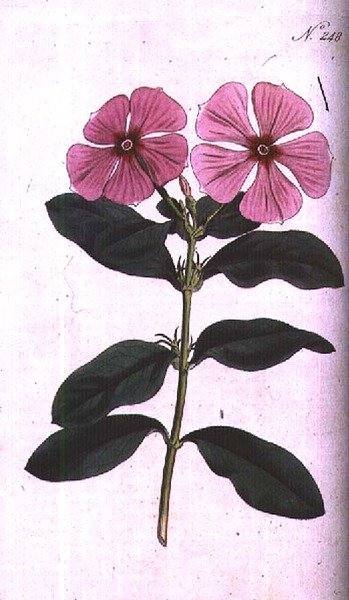 Vinca (Vinca rosea madagascar), lámina 248 de 