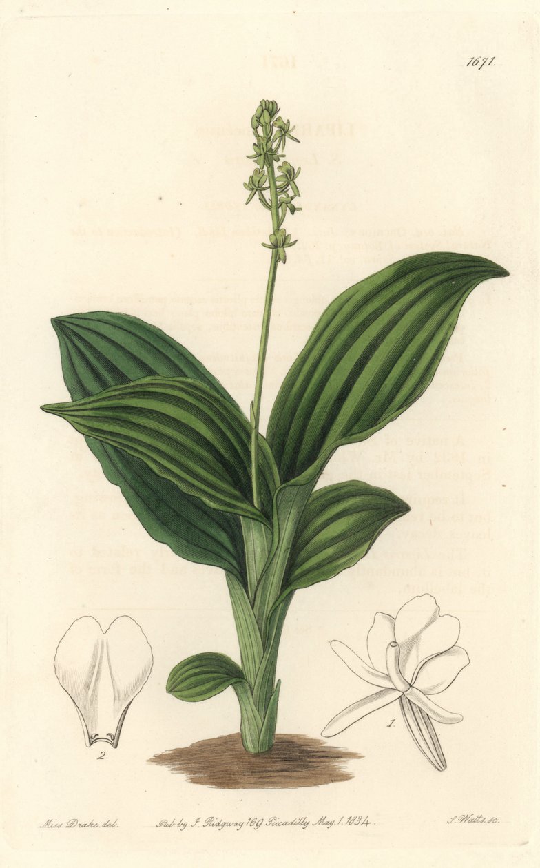 Orquídea Liparis Africana - del Registro Botánico de Sydenham Teast Edwards