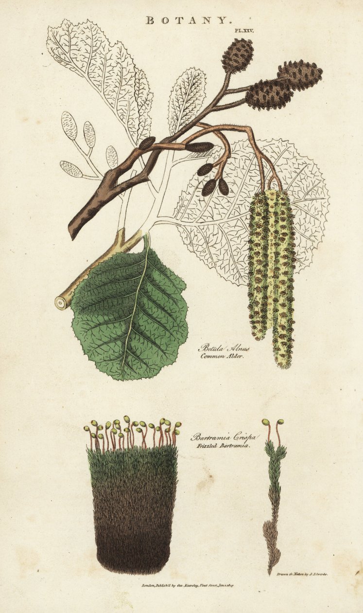 Aliso y variedad de musgo - Betula alnus y Bartramia crispa de Sydenham Teast Edwards