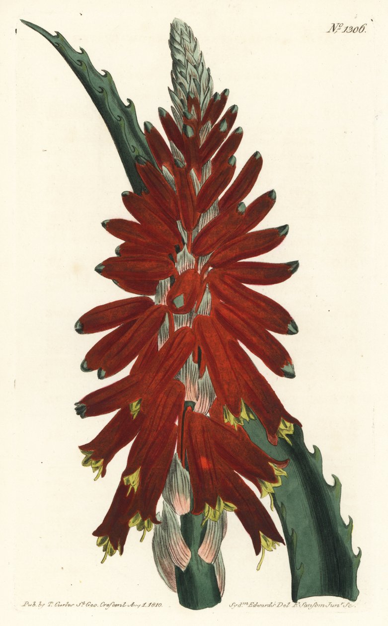 Árbol de aloe - Aloe de hojas estrechas, Aloe arborescens. Grabado en cobre coloreado a mano por F. Sansom Jr. después de una ilustración de Sydenham Edwards del Botanical Magazine de William Curtis, T. Curtis, Londres de Sydenham Teast Edwards