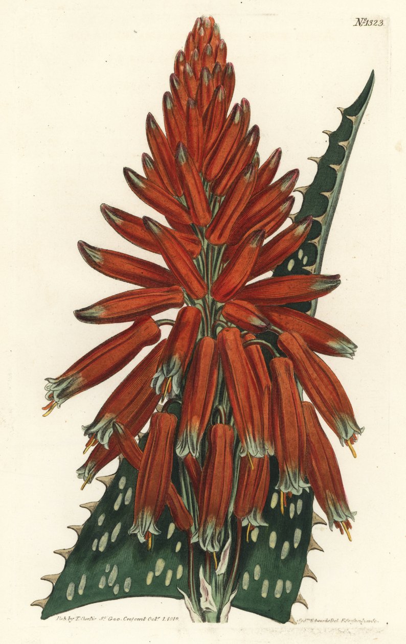 Aloe maculado - Aloe maculata (Aloe de hojas moteadas, Aloe picta). Grabado en cobre coloreado por F. Sansom Jr. de una ilustración de Sydenham Edwards del Botanical Magazine de William Curtis, Londres de Sydenham Teast Edwards