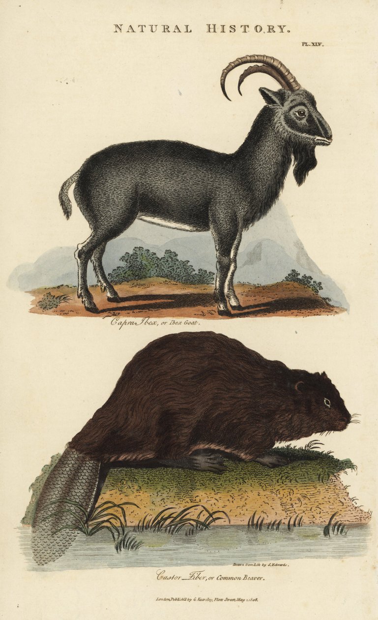 Íbice alpino y castor europeo o castor común - Íbice alpino, Capra ibex, y castor euroasiático común, Castor fiber. Grabado en cobre coloreado a mano después de Sydenham Edwards del Pantologia de John Mason Good, una Nueva Enciclopedia, G. Kearsley, Londre de Sydenham Teast Edwards