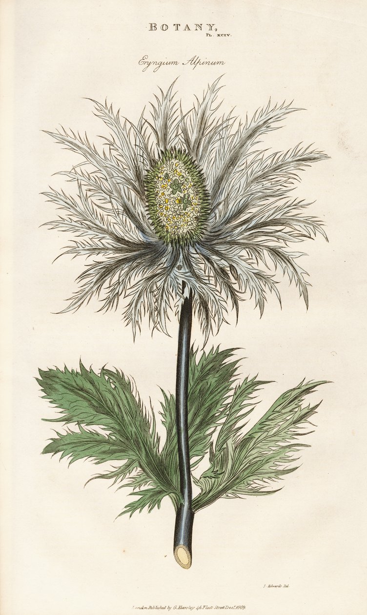 Acebo de mar alpino (Eryngium alpinum) de Sydenham Teast Edwards