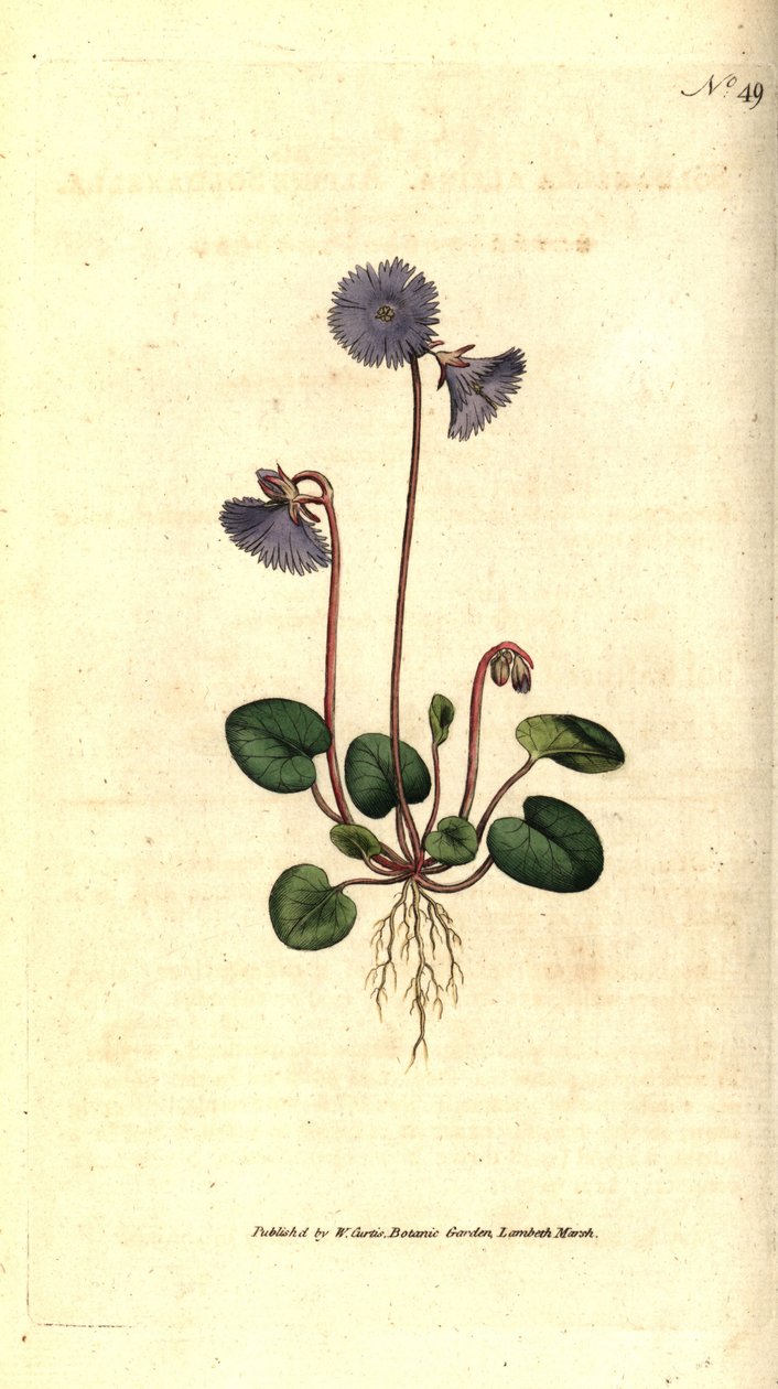 Soldanella alpina, del Botanical Magazine de William Curtis de Sydenham Teast Edwards