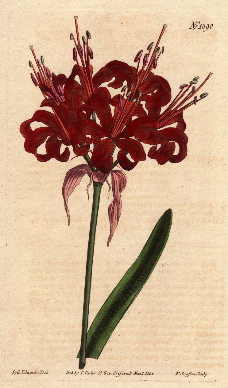 Amarilis de color amapola de Sydenham Teast Edwards