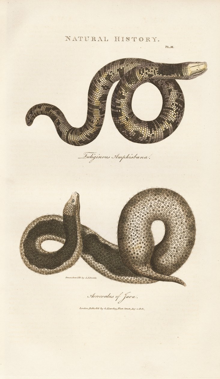  de Sydenham Teast Edwards