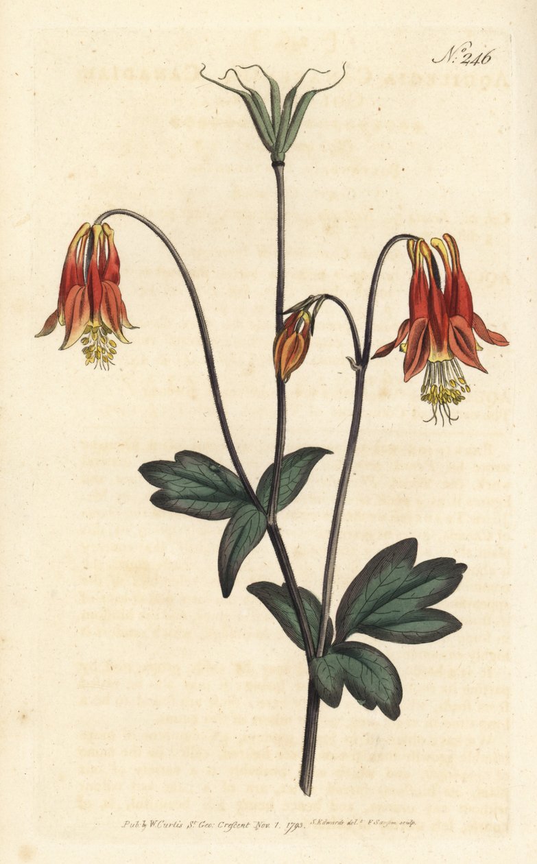 Ancolia de Canadá - Columbina canadiense. Aquilegia canadensis. Grabado en cobre coloreado por Sansom de una ilustración de Sydenham Edwards del Botanical Magazine de William Curtis, Londres de Sydenham Teast Edwards