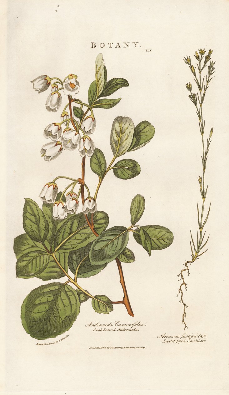 Andrómeda y Sandwort de Sydenham Teast Edwards