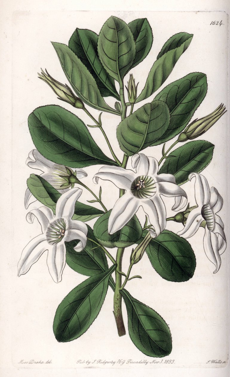 Anthocercis variete, nativa de Australia de Sydenham Teast Edwards