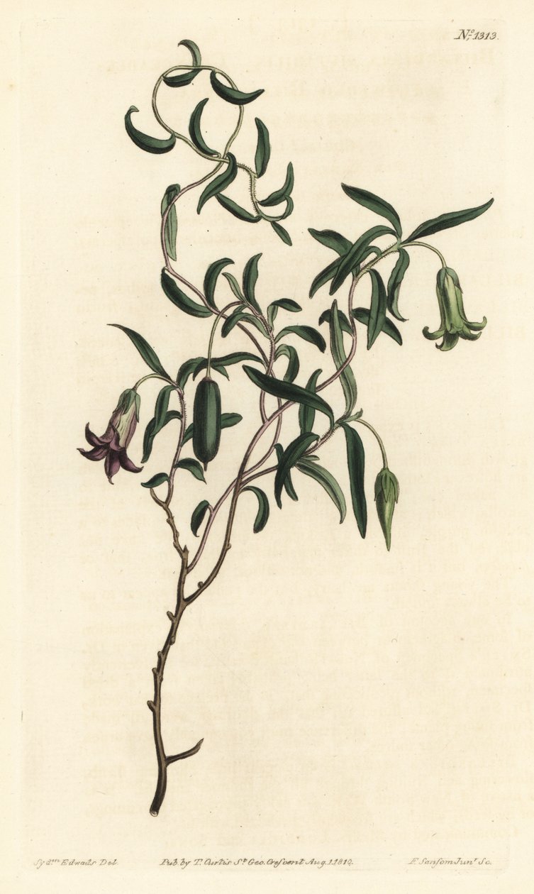 Billardiera mutabilis - Grabado en cobre coloreado a mano por F. Sansom Jr. después de una ilustración de Sydenham Edwards de la Revista Botánica de William Curtis, T. Curtis, Londres de Sydenham Teast Edwards