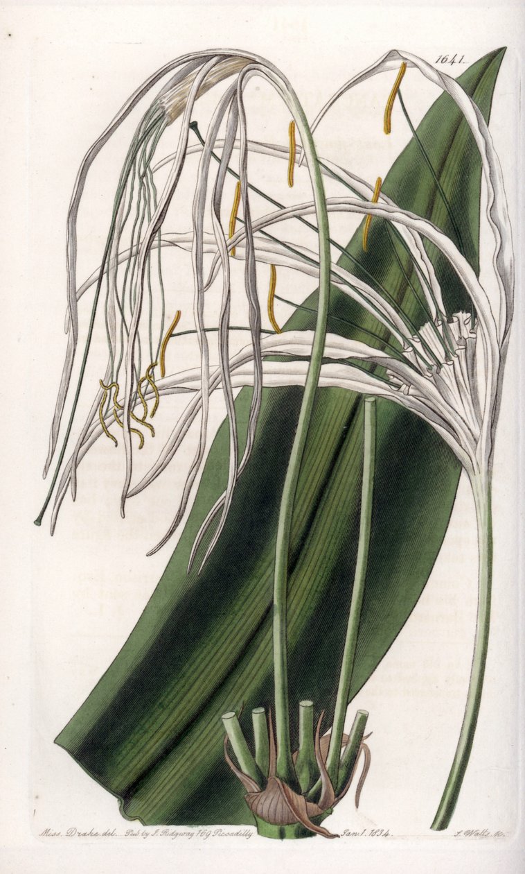 Lirio araña o narciso de mar de Sydenham Teast Edwards