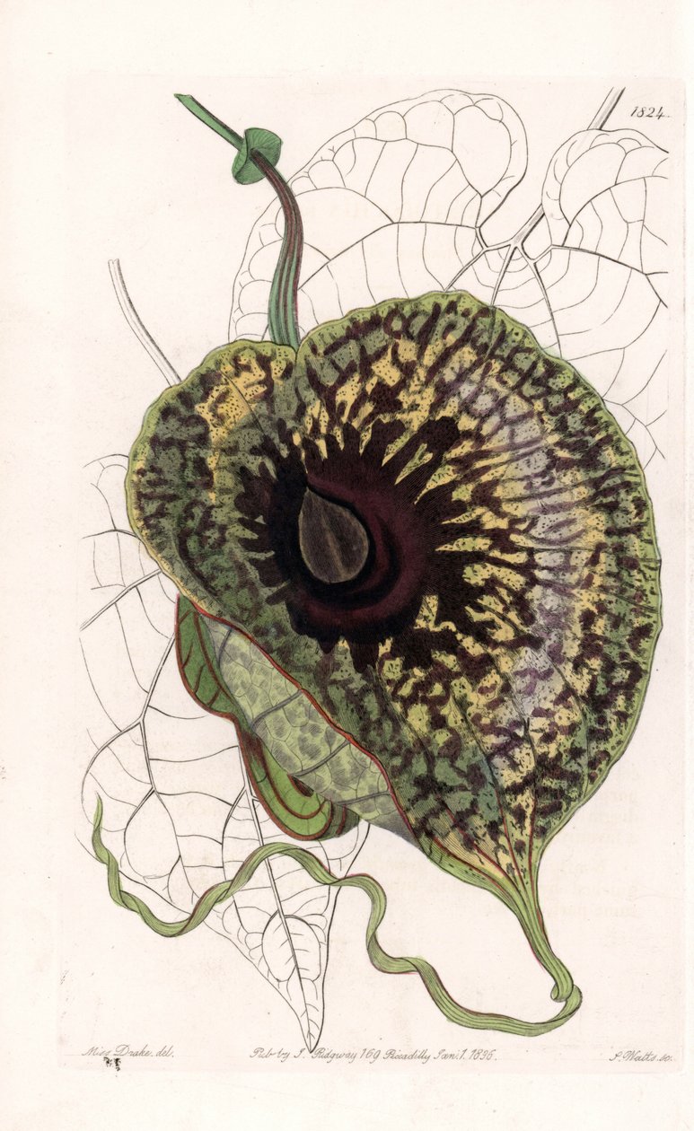 Aristoloche Variete - Placa grabada por S. Watts, de una ilustración de Sarah Anne Drake, del Registro Botánico de Sydenham Edwards, Inglaterra de Sydenham Teast Edwards