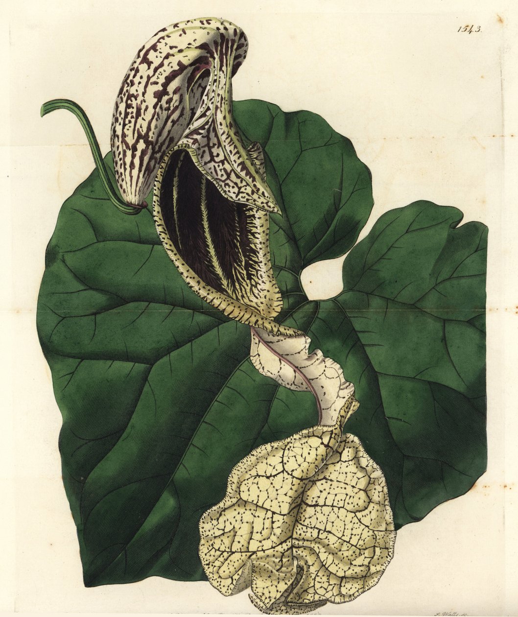 Aristoloche variedad, del Registro Botánico de Sydenham Edwards de Sydenham Teast Edwards