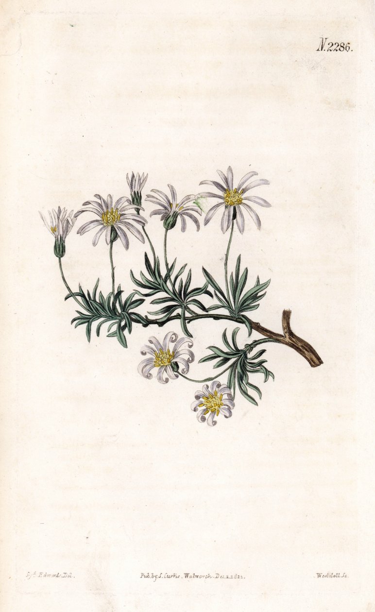 Aster acre - Aster arbustivo, Felicia fruticosa (Aster fruticulosus). Grabado en cobre coloreado a mano por Weddell después de una ilustración de Sydenham Edwards del Botanical Magazine de Samuel Curtis, Londres de Sydenham Teast Edwards