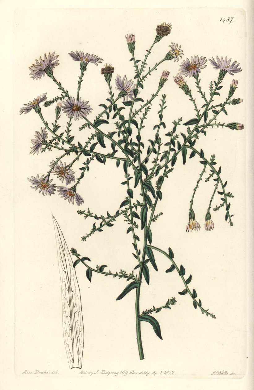 Aster de Nueva York, del Botanical Register de Sydenham Edwards de Sydenham Teast Edwards