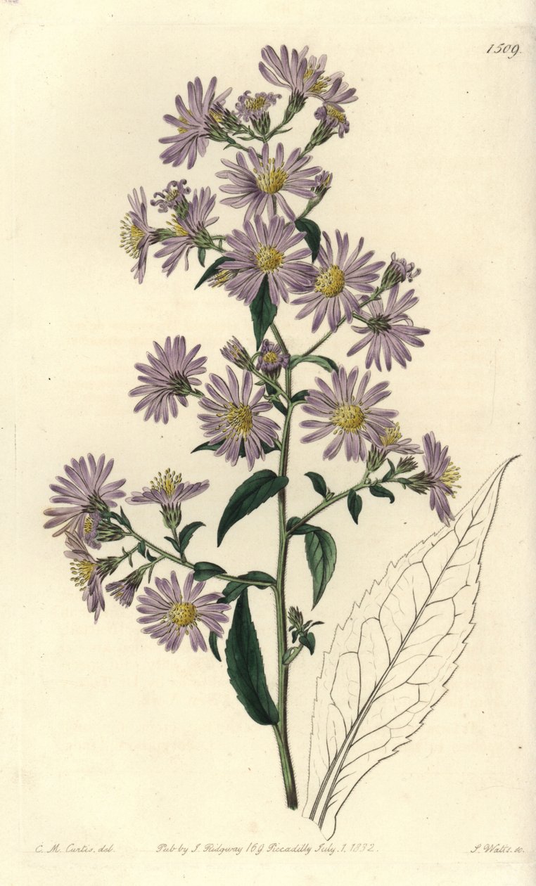 Áster variedad - Áster paniculado, Symphyotrichum lanceolatum de Sydenham Teast Edwards