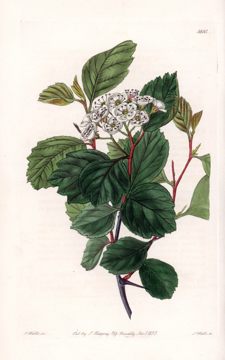 Aubepine o espino blanco, nativo de América del Norte - Grabado por S. Watts, de una ilustración de Sarah Anne Drake (1803-1857), del Registro Botánico de Sydenham Edwards (1768-1819), Inglaterra de Sydenham Teast Edwards