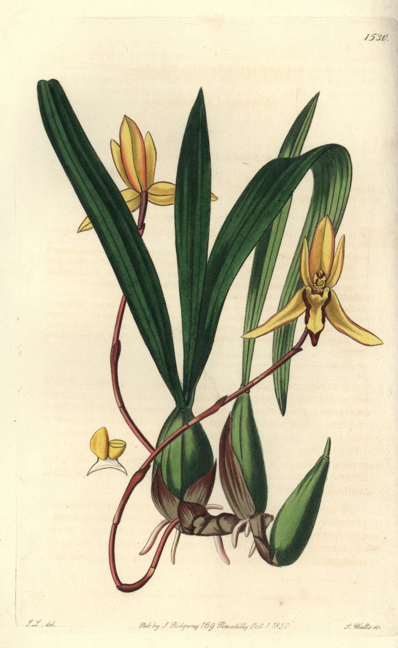 Orquídea epífita australiana, Brasiliorchis marginata de Sydenham Teast Edwards