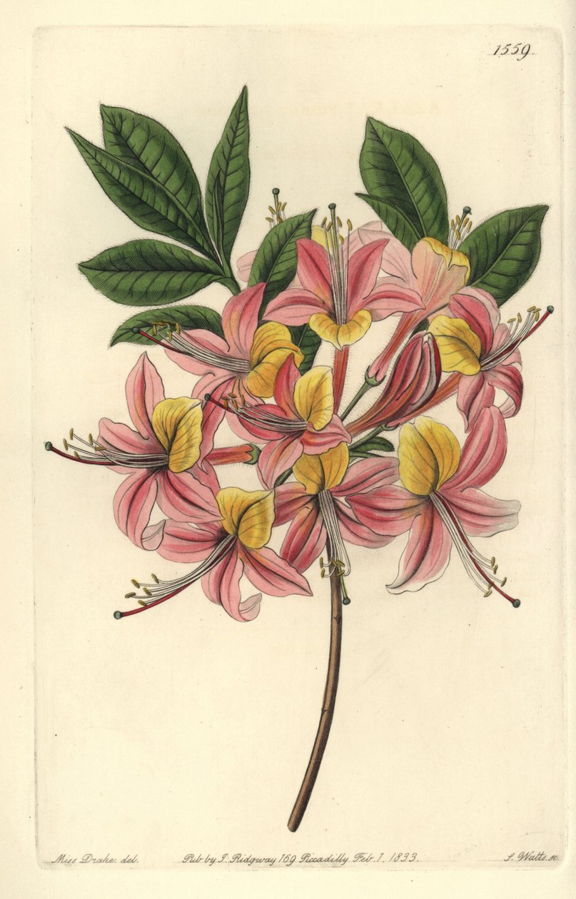 Azalea pontica amarilla - del Registro Botánico de Sydenham Teast Edwards