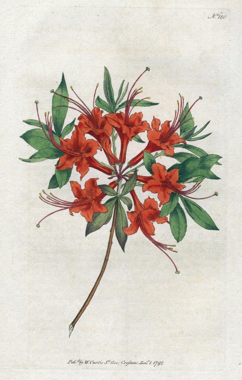 Azalea con flores desnudas (Rhododendron periclymenoides), del Botanical Magazine de William Curtis de Sydenham Teast Edwards