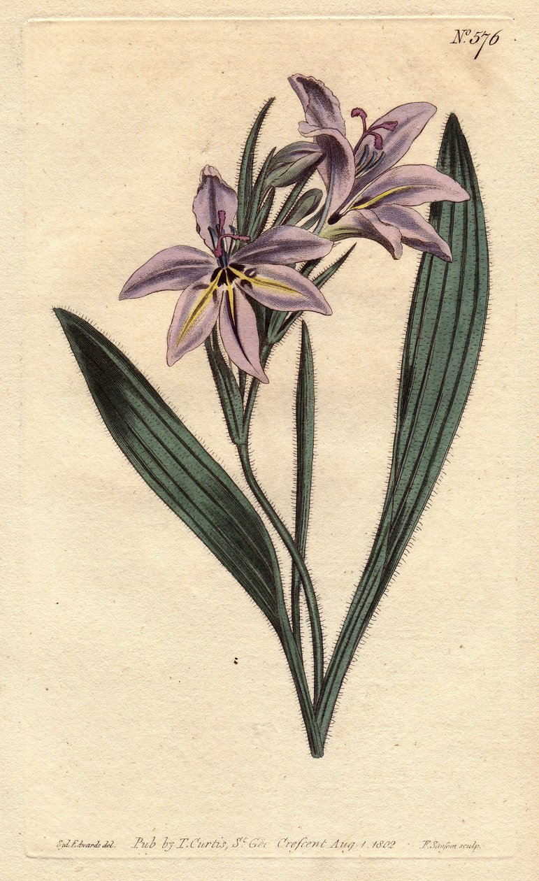 Flor de babuino con perfume dulce, con flores lilas pálidas. Babiana plicata. Grabado en cobre coloreado a mano de una ilustración botánica de Sydenham Edwards del Botanical Magazine de William Curtis, 1790 de Sydenham Teast Edwards