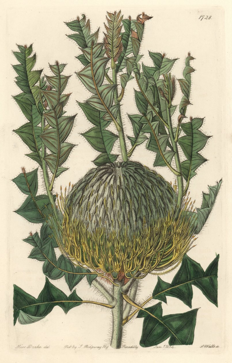 Banksia speciosa, originaria de Australia - Agua fuerte por S. Watts de una ilustración de Sarah Anne Drake, del Registro Botánico de Sydenham Teast Edwards