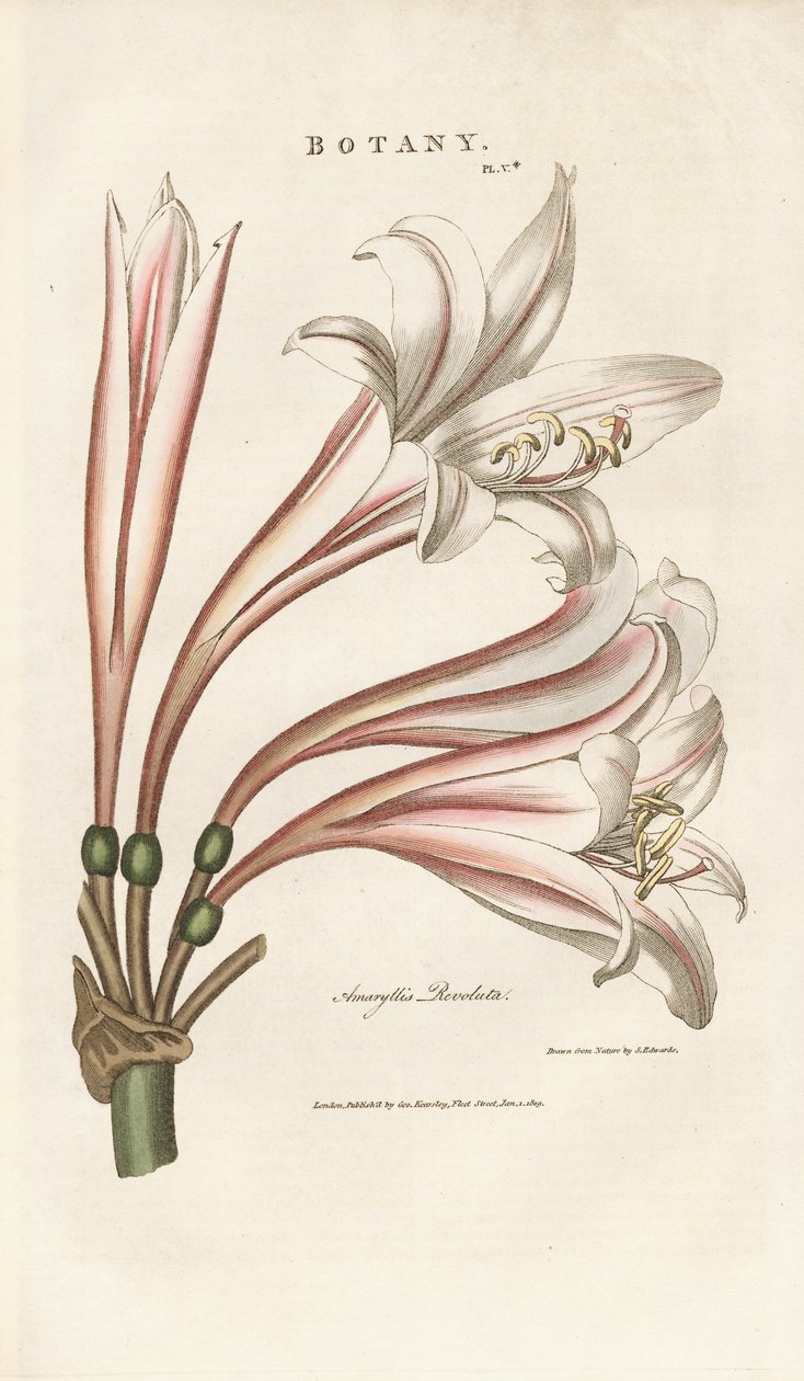 Lirio de Barbados (Amaryllis revoluta) de Sydenham Teast Edwards