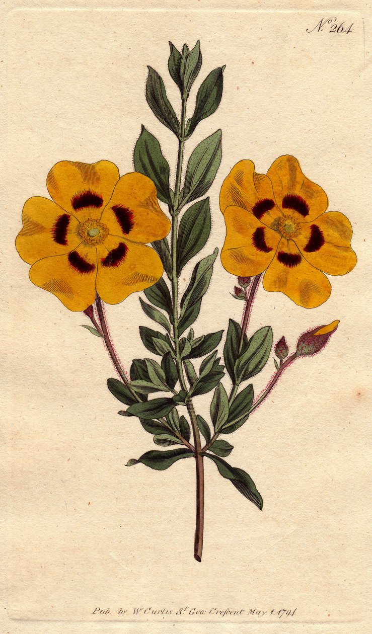 Cistus hermoso con flores amarillas brillantes decoradas con carmesí. Cistus formosus. Grabado en cobre coloreado a mano de una ilustración botánica de Sydenham Edwards del Botanical Magazine de William Curtis de Sydenham Teast Edwards