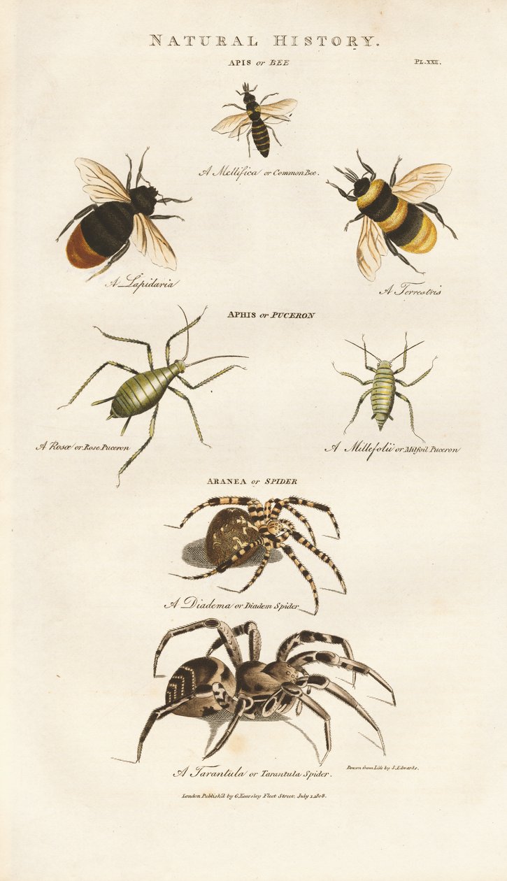Abejas, pulgones y arañas de Sydenham Teast Edwards