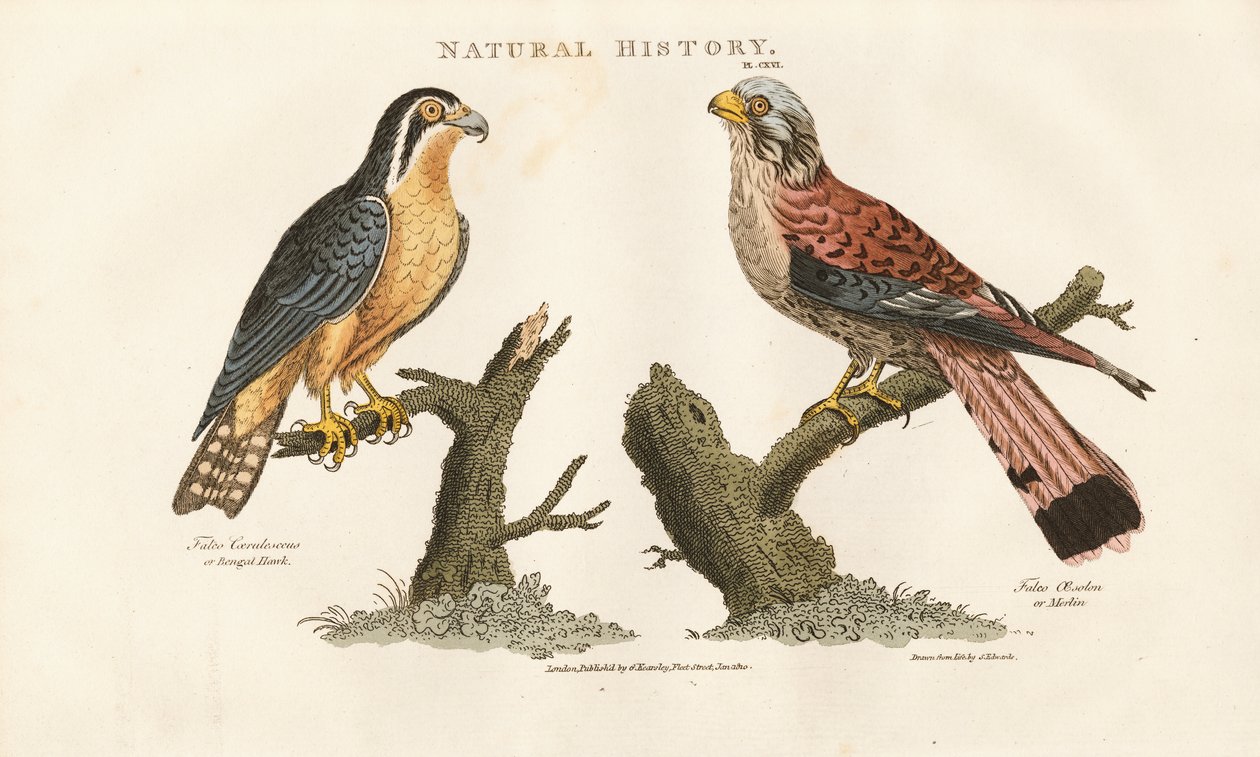 Halcón de Bengala y Halcón de Patas Rojas de Sydenham Teast Edwards