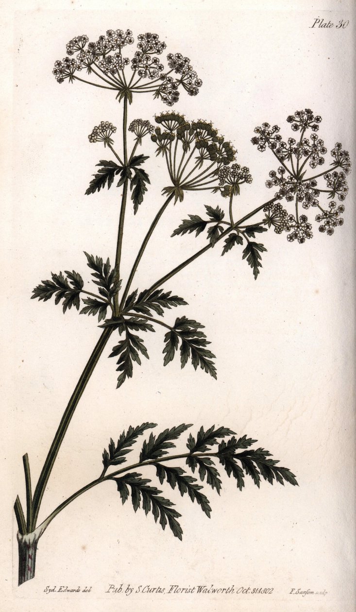 Gran cicuta. Grabado en cobre coloreado, ilustración de Sydenham Edwards (1768-1819) para las Conferencias de Botánica, Jardín Botánico de Lambeth (Inglaterra) de Sydenham Teast Edwards