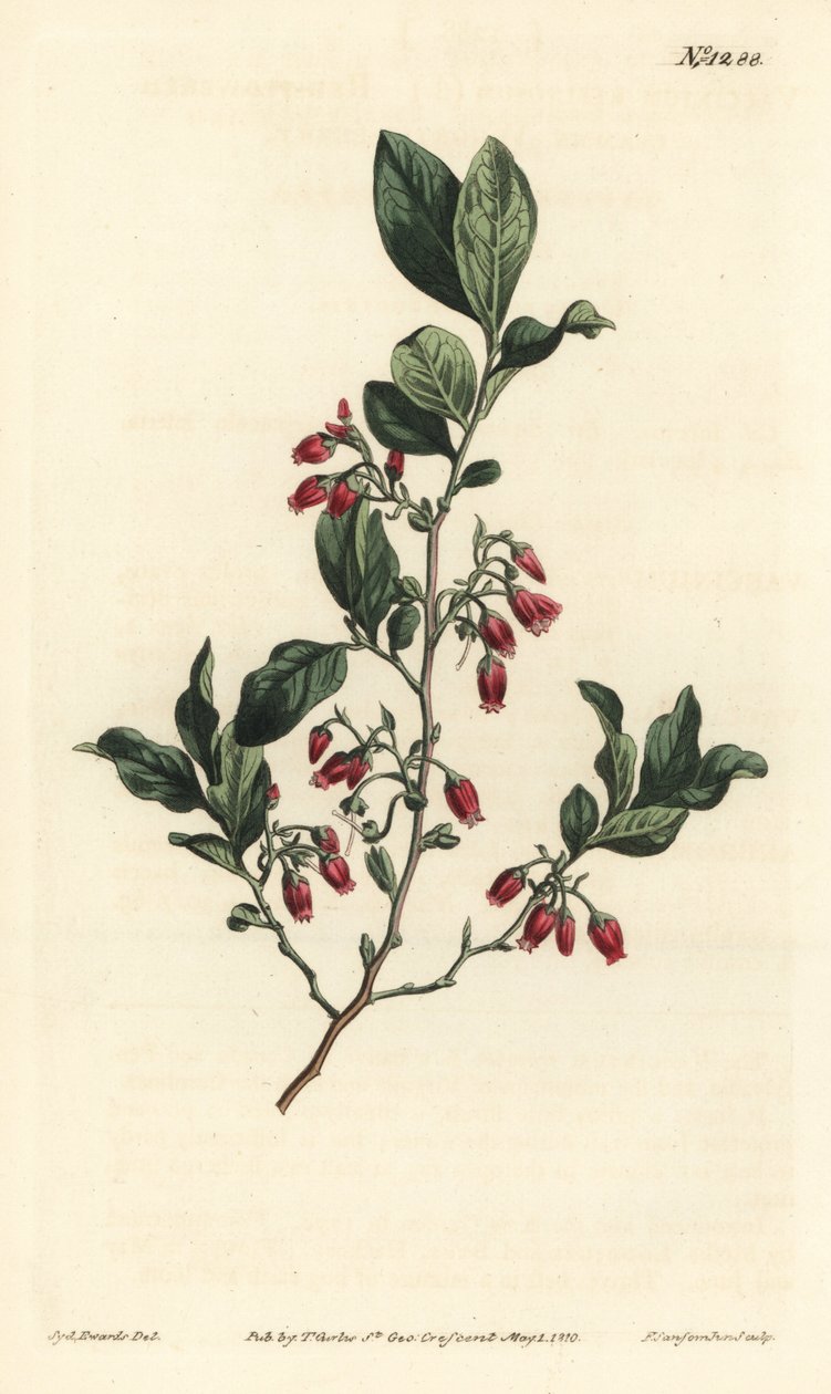 Gaylussacia baccata de Sydenham Teast Edwards
