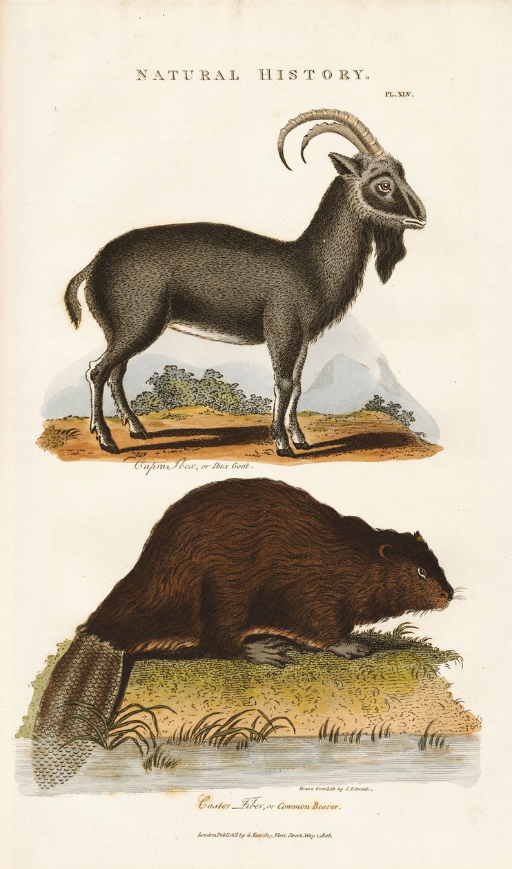 de Sydenham Teast Edwards