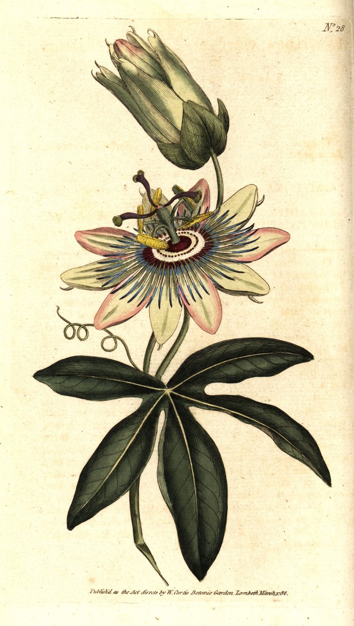 Pasiflora azul - Flor de la pasión común, Passiflora caerulea. Grabado en cobre coloreado a mano después de una ilustración botánica de Sydenham Edwards del Botanical Magazine de William Curtis, Lambeth Marsh, Londres de Sydenham Teast Edwards