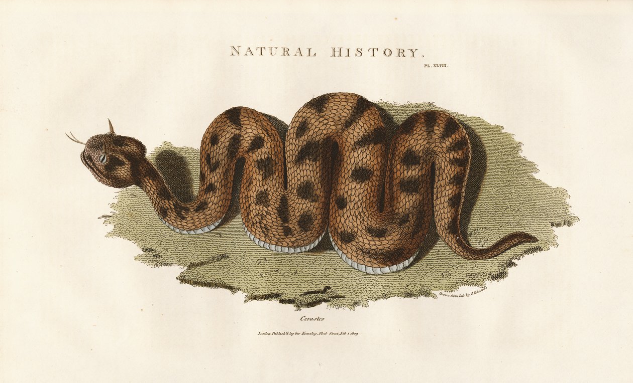 Boa constrictor de Sydenham Teast Edwards