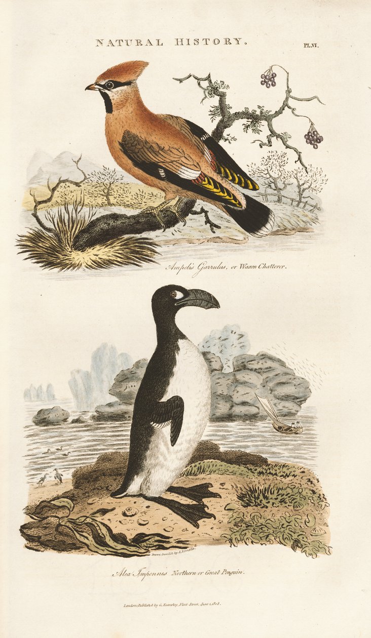  de Sydenham Teast Edwards