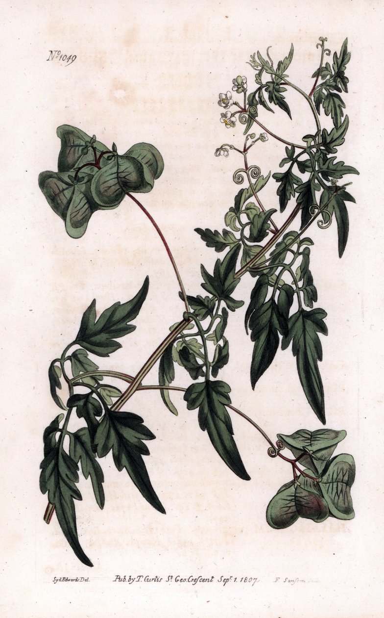 Botánica: cardiospermo o guisante corazón. Cardiospermo liso o planta de globo, Cardiospermum halicacabum. Grabado en cobre coloreado por F. Sansom de una ilustración de Sydenham Edwards del Botanical Magazine de William Curtis, Londres de Sydenham Teast Edwards