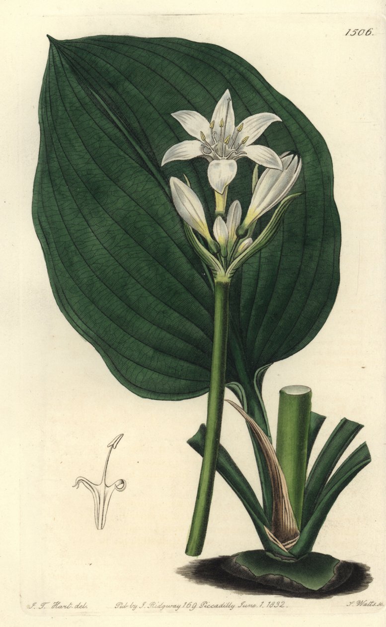 Lirio de Brisbane, Proiphys cunninghamii de Sydenham Teast Edwards