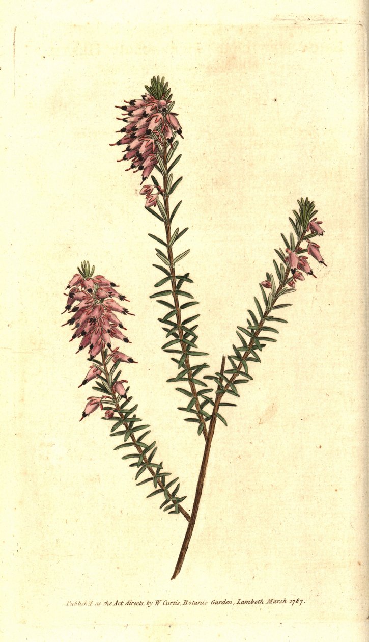 Brezo carnoso, Brezo color carne, Brezo de la nieve o Brezo de los Alpes - Erica herbacea de Sydenham Teast Edwards