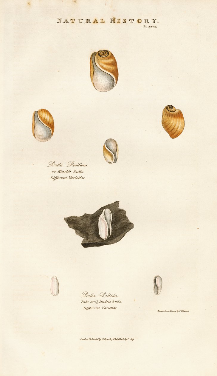 Conchas burbuja de varias especies de Sydenham Teast Edwards