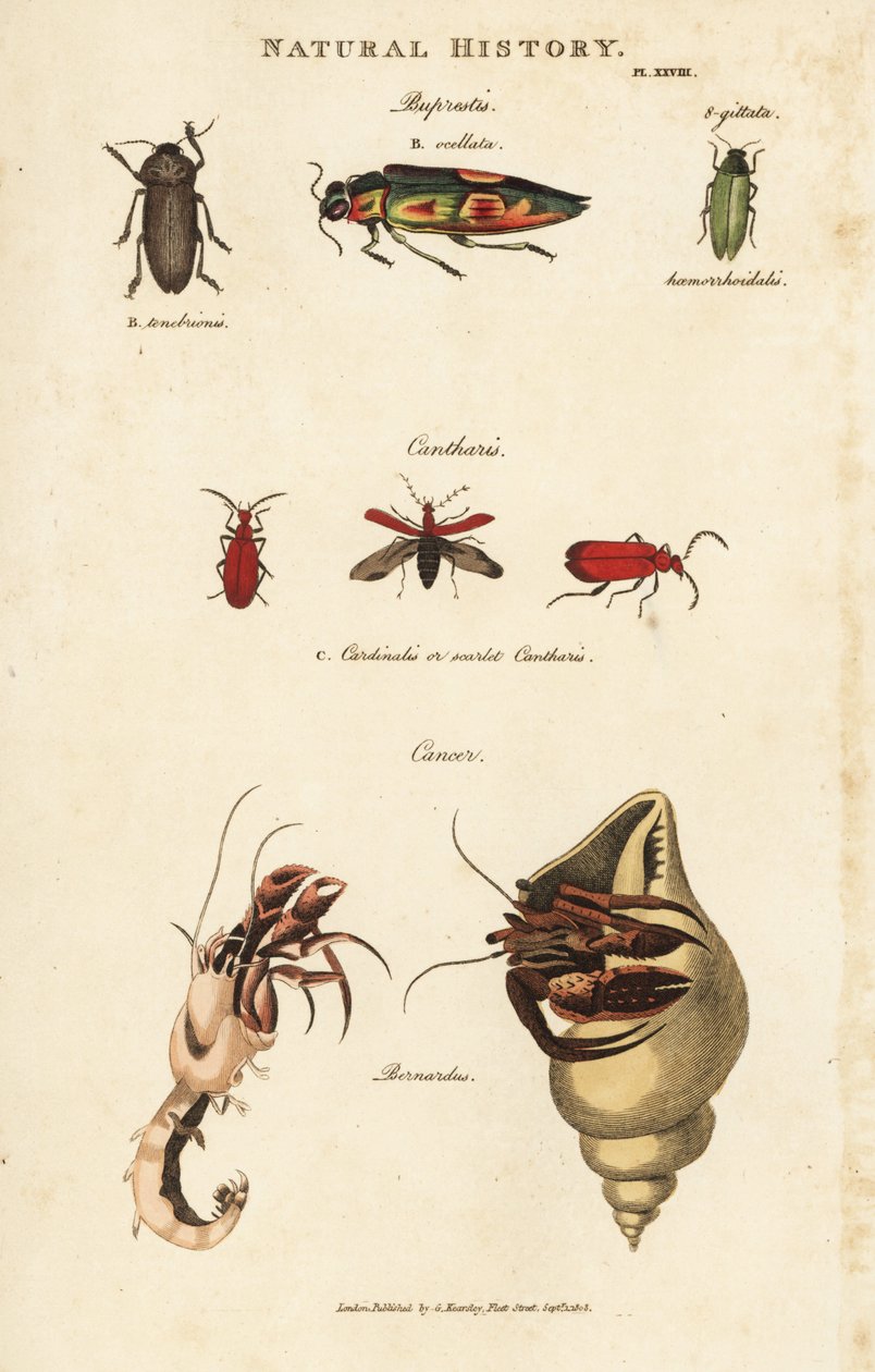 Bupreste y paguro (cangrejo ermitaño) - Escarabajos joya, Buprestis ocellata, cantárida escarlata, y cangrejo ermitaño común, Pagurus bernhardus (Cancer bernardus). Grabado en cobre coloreado a mano después de Sydenham Edwards del Pantologia de John Mason  de Sydenham Teast Edwards
