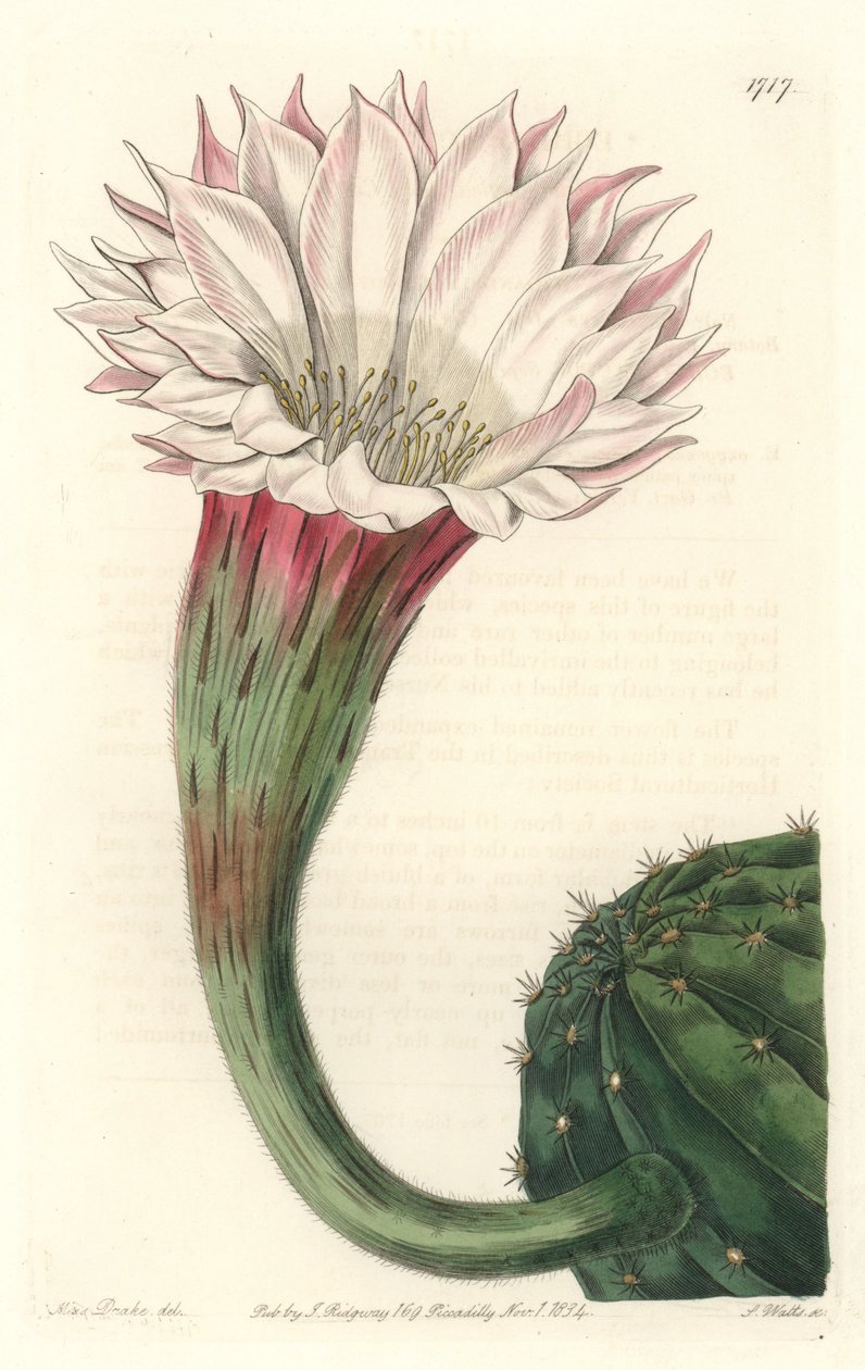 Cactus erizo de mar o bola de Moisés, en flor, nativo de Brasil - Agua fuerte por S. Watts de una ilustración de Sarah Anne Drake (1803-1857), del Registro Botánico de Sydenham Teast Edwards