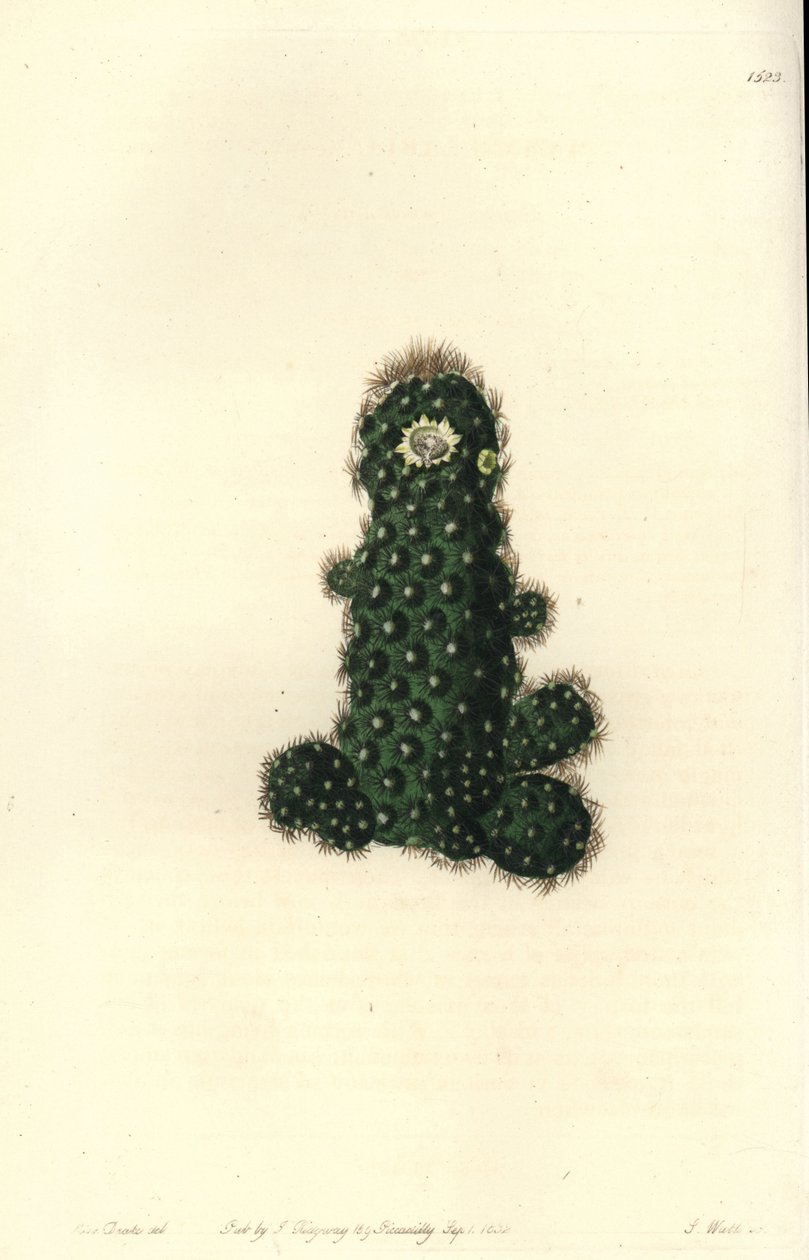 Cactus tenuis (Mammillaria tenuis), del Registro Botánico de Sydenham Edwards de Sydenham Teast Edwards
