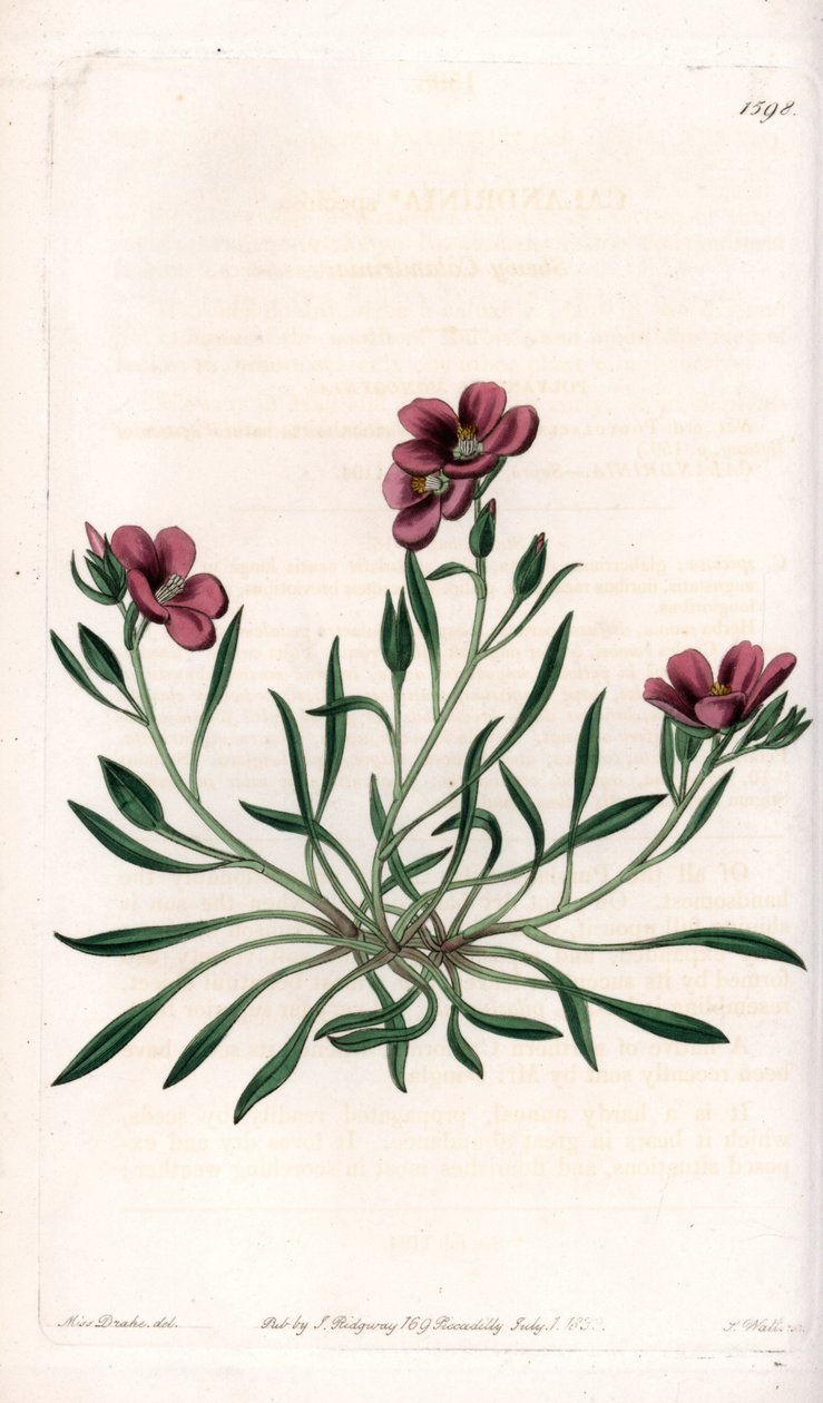 Calandrinia variedad, nativa de América - Placa grabada por S.Watts, de una ilustración de Sarah Anne Drake (1803-1857), del Botanical Register de Sydenham Edwards (1768-1819), Inglaterra de Sydenham Teast Edwards